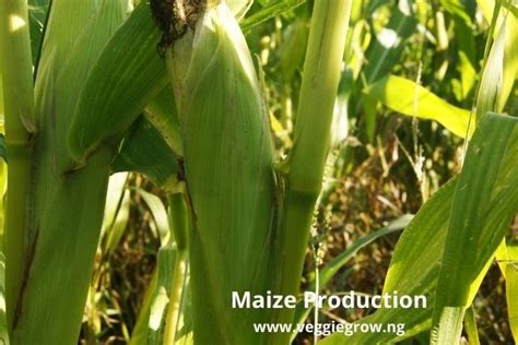 every acre of maize produces.